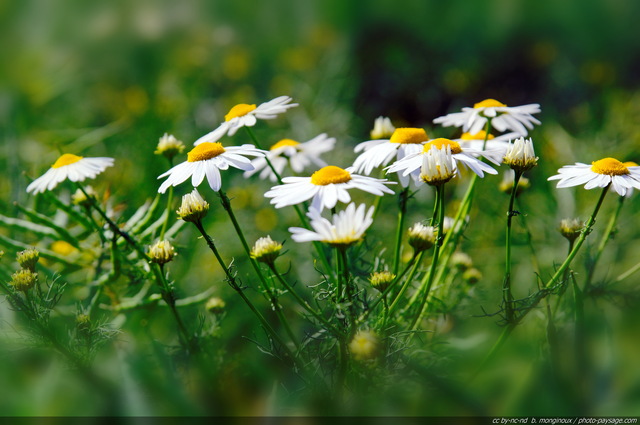 Paquerettes en bord de champs -2
Fleurs des champs
Mots-clés: campagne ile_de_france essonne printemps fleurs paquerette marguerite