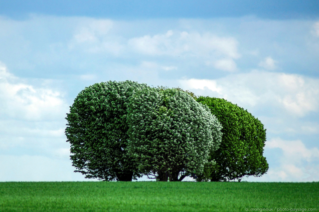 Trois arbres en campagne
Val d'Oise
Mots-clés: val_d_oise campagne champs rural ile-de-france ile_de_france les_plus_belles_images_de_nature minimaliste