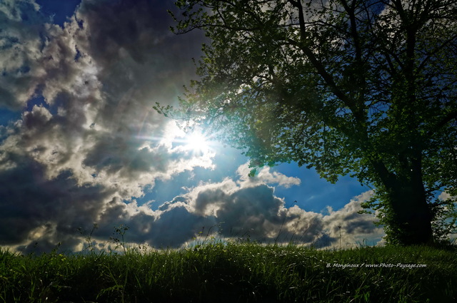 Un arbre au soleil - Ciel en contre-jour sous un arbre.
Seine et Marne