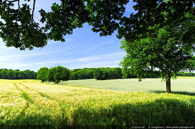 Paysage de campagne
[Photos de la campagne francilienne]
Mots-clés: campagne ile_de_france essonne printemps categ_ble les_plus_belles_images_de_nature plus_belles_images_de_printemps