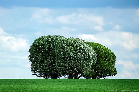 Trois_arbres_en_campagne.jpg