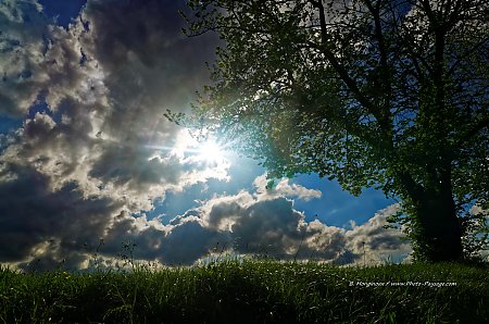 Un_arbre_au_soleil.jpg