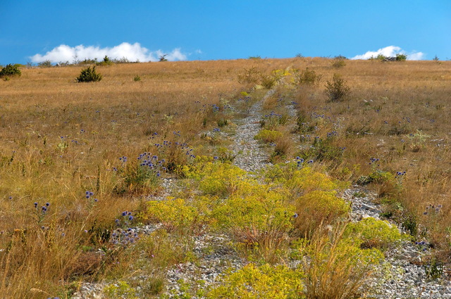 Chemin borde de chardons en fleur
Causse Méjean, 
Cévennes (Lozère)
France
Mots-clés: campagne massif-central chardon languedoc-roussillon cevennes lozere causse_mejean champs culture causses rural meyrueis categ_ete rural