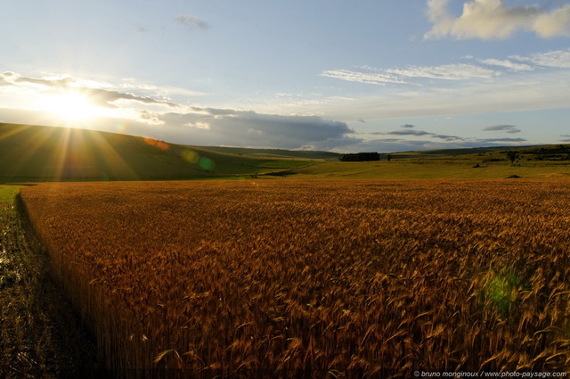 Coucher de soleil au dessus d'un champs de blé
Paysage cévenol d'un soleil se couchant derrière une colline, et réchauffant de ses derniers rayons un champs de blé.

Causse Méjean (Cévennes, Lozère).


Mots-clés: causse_mejean cevennes lozere nature contre-jour grands_causses campagne categ_ete categ_ble coucher_de_soleil les_plus_belles_images_de_nature