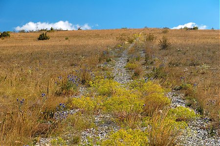 Chemin_borde_de_chardons_en_fleur.jpg