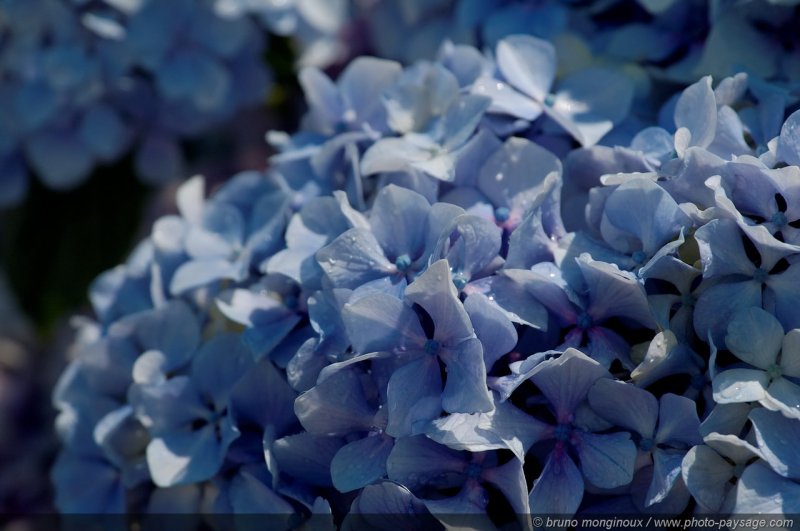Hortensia bleu
Mots-clés: categ_ete fleurs hortensia