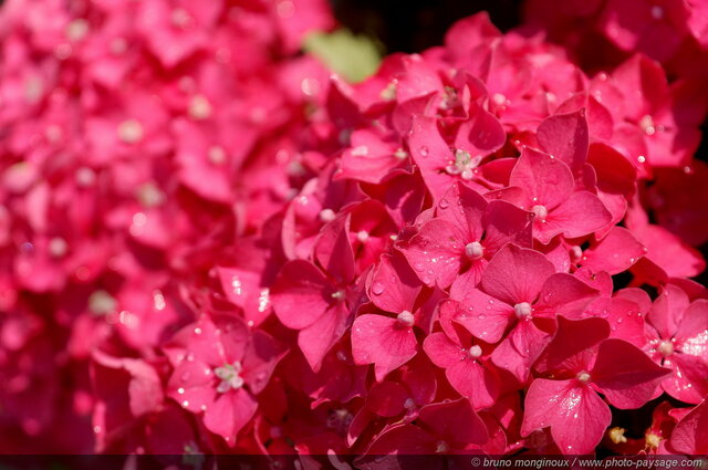 Hortensia rose
Mots-clés: categ_ete fleurs hortensia