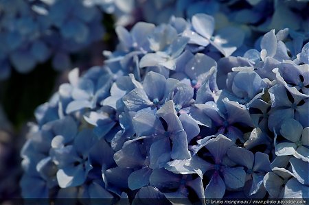 Hortensia-bleu.jpg