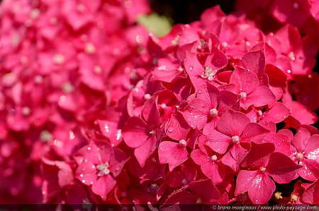 Hortensia-rose.jpg