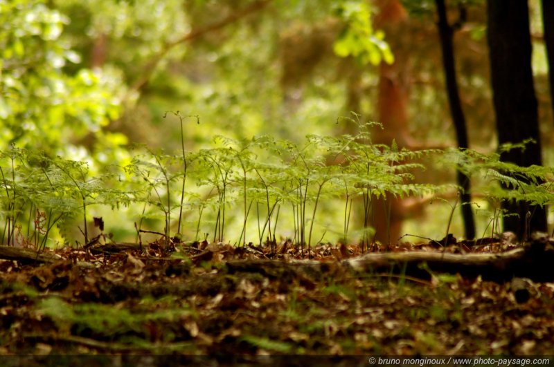 Au pied des fougères
Forêt de Rambouillet (Espace Rambouillet), Yvelines, France
Mots-clés: rambouillet yvelines fougere