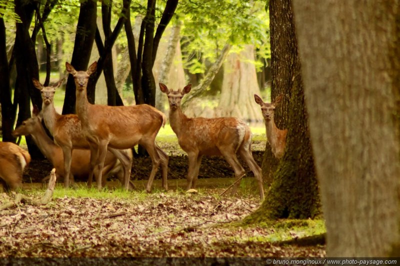 Biches
Forêt de Rambouillet (Espace Rambouillet), Yvelines, France
Mots-clés: rambouillet yvelines cervide biche cerf categ_animal