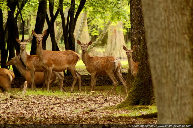 Biches
Forêt de Rambouillet (Espace Rambouillet), Yvelines, France
Mots-clés: rambouillet yvelines cervide biche cerf categ_animal