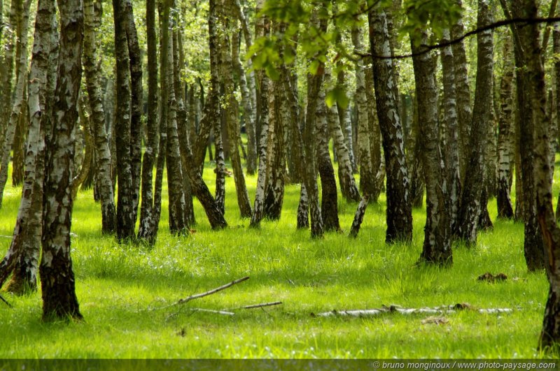 Bosquet de bouleaux -01
Forêt de Rambouillet, 
Yvelines, France
Mots-clés: rambouillet yvelines bouleau bosquet herbe printemps