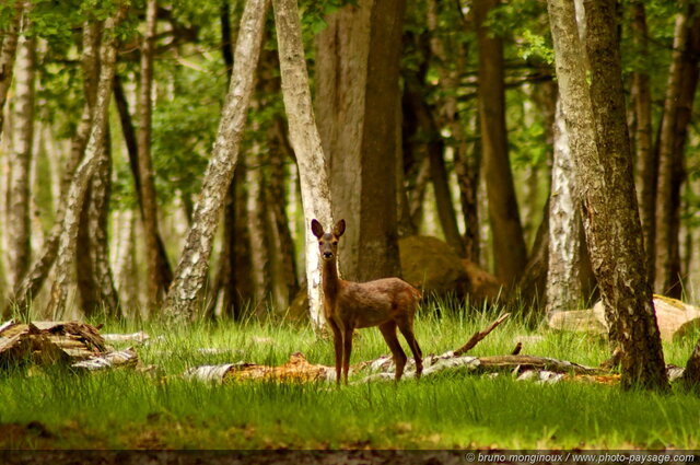 Chevreuil dans la foret de Rambouillet
Forêt de Rambouillet (Espace Rambouillet), Yvelines, France
Mots-clés: rambouillet yvelines cervide chevreuil categ_animal les_plus_belles_images_de_nature regle_des_tiers