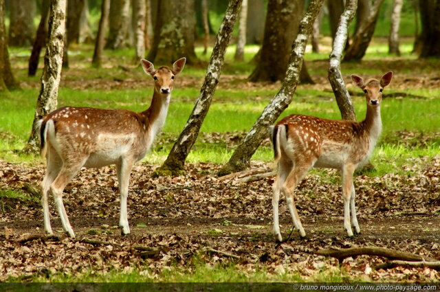 Daims -02
Forêt de Rambouillet (Espace Rambouillet), Yvelines, France
Mots-clés: rambouillet yvelines cervide daim categ_animal