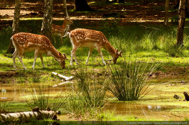 Daims au bord d'une mare
Forêt de Rambouillet (Espace Rambouillet), Yvelines, France
Mots-clés: regle_des_tiers rambouillet yvelines cervide daim mare zone-humide categ_animal les_plus_belles_images_de_nature