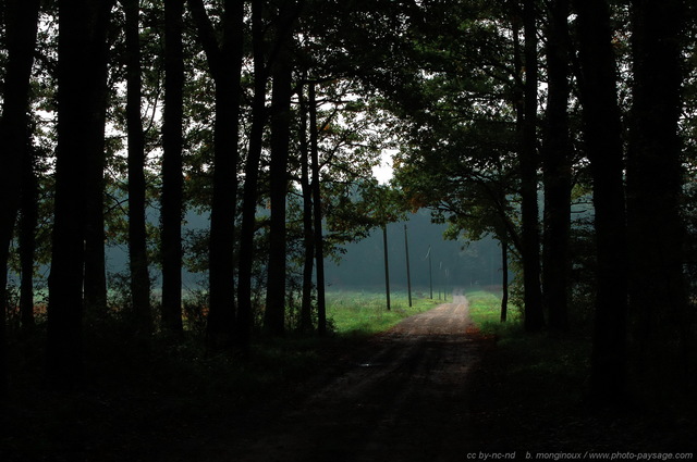 Le chemin dans la clairière
Mots-clés: rambouillet chemin les_plus_belles_images_de_nature contre-jour