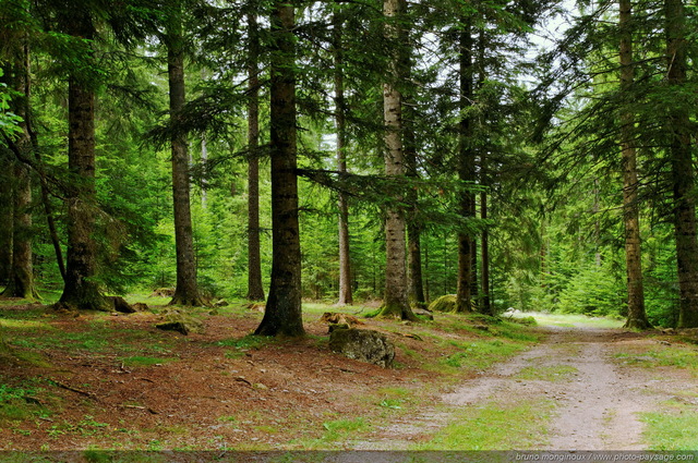 Route forestière
[Paysages du Mont-Aigoual]
Mots-clés: les_plus_belles_images_de_nature montagne categ-massif_central conifere mont-aigoual categ_ete lozere languedoc-roussillon languedoc_roussillon nature promenade chemin