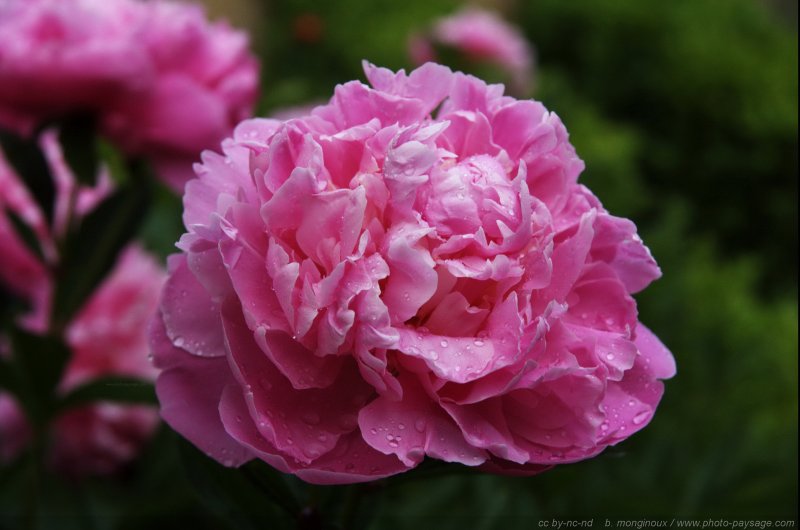 Une rose sous la pluie
Mots-clés: goutte fleurs rose pluie