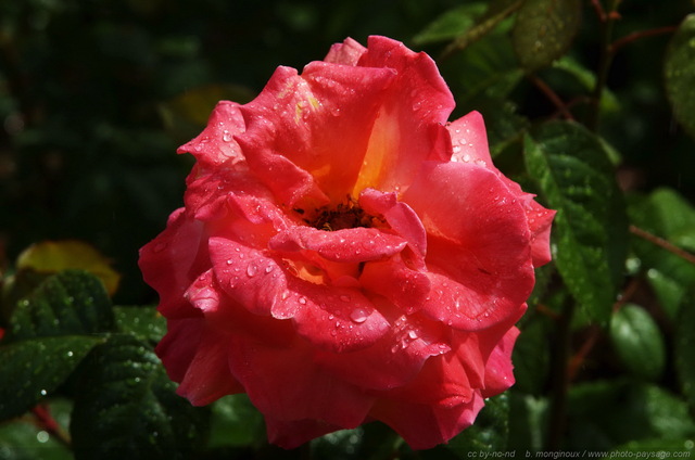 Gouttes d'eau sur pétales de rose
Mots-clés: goutte fleurs rose pluie