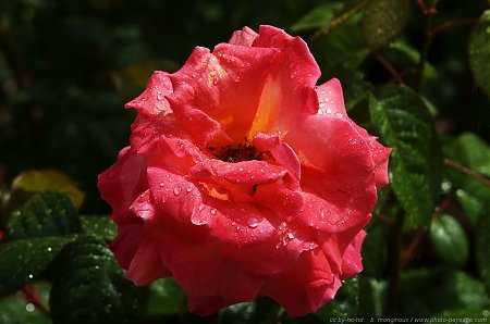 rose-sous-la-pluie-2.jpg