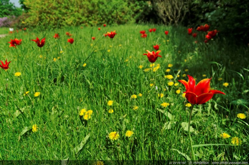 Tulipes printanières - 10
Mots-clés: tulipe fleurs printemps champs_de_fleurs