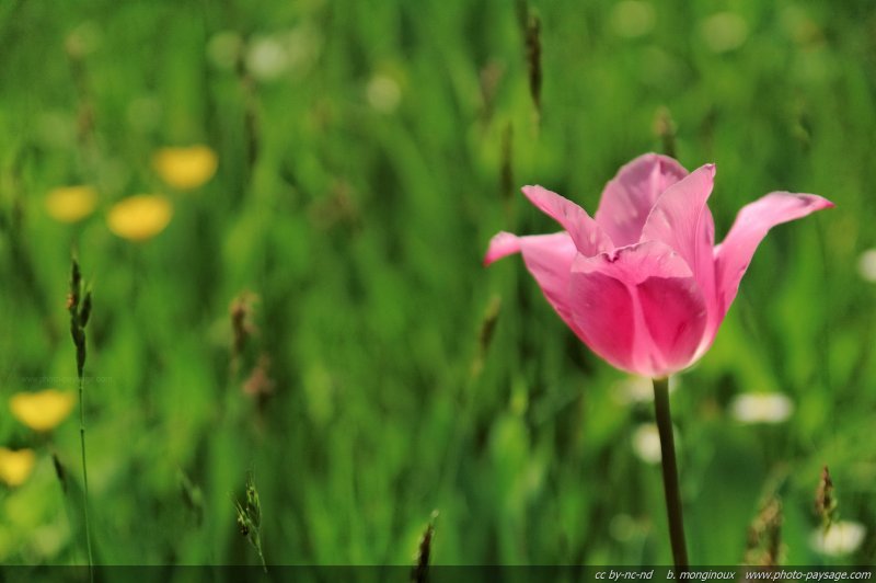 Tulipes printanières - 16
Mots-clés: tulipe fleurs printemps