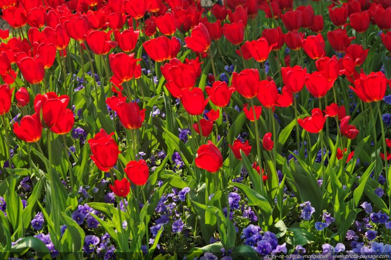 Tulipes printanières - 5
Mots-clés: tulipe fleurs printemps