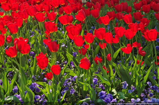 Tulipes printanières - 5
Mots-clés: tulipe fleurs printemps