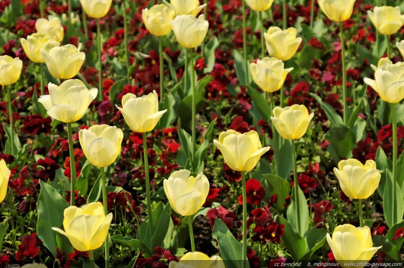 Tulipes printanières - 9
Mots-clés: tulipe fleurs printemps