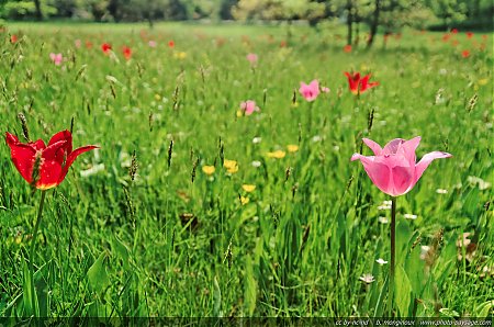 Tulipes_printanieres_-_17.jpg