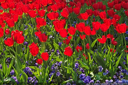 Tulipes_printanieres_-_5.jpg