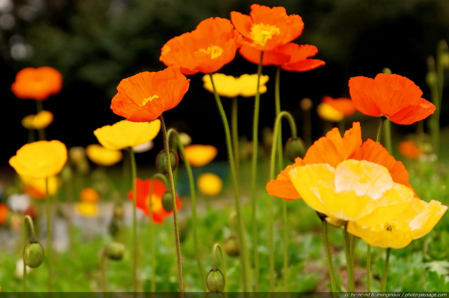 Jolis Coquelicots-2
Mots-clés: fleurs printemps coquelicot plus_belles_images_de_printemps