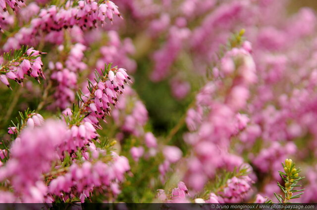 Fleurs de bruyère
Mots-clés: bruyere printemps fleurs