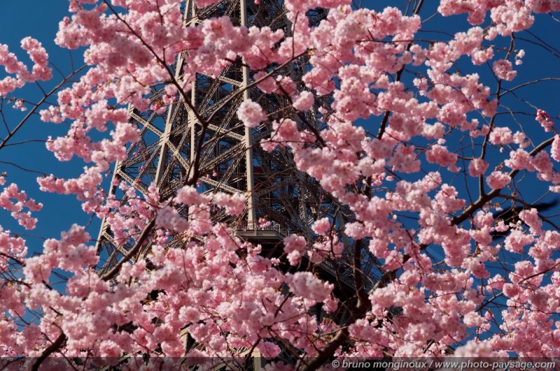 La Tour Eiffel vue à travers les branches d'un arbre en fleur
Le champs de Mars.

Paris, France
Mots-clés: paris monument tour_eiffel tour-eiffel printemps fleurs ciel_bleu champs-de-mars