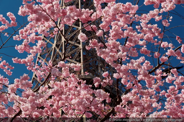 La Tour Eiffel vue à  travers les branches d'un arbre en fleur
Le champs de Mars.

Paris, France
Mots-clés: paris monument tour_eiffel tour-eiffel printemps fleurs ciel_bleu champs-de-mars