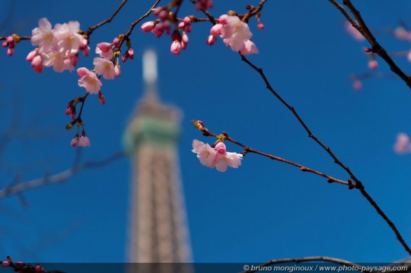 Tour Eiffel et arbre en fleur photographiés depuis le Champs  de Mars.
Le printemps à Paris
Paris, France
Mots-clés: paris monument tour-eiffel tour_eiffel printemps fleurs ciel_bleu