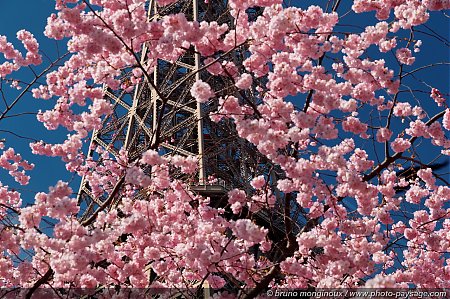 Printemps_parisien.jpg