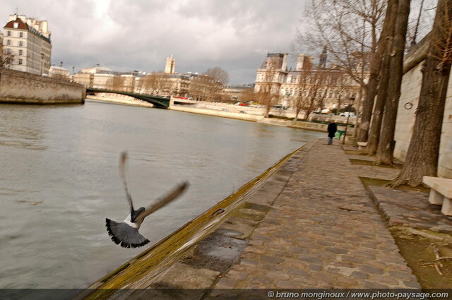 L'envol d'un pigeon au-dessus des quais
Ile Saint Louis,
Paris, France
Mots-clés: ile-st-louis oiseau animal fleuve pigeon quais paves la_seine paysage_urbain categ_hotel_de_ville