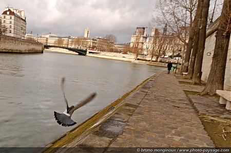 Envol_pigeon_quais_de_l_Ile_St_Louis-03.jpg