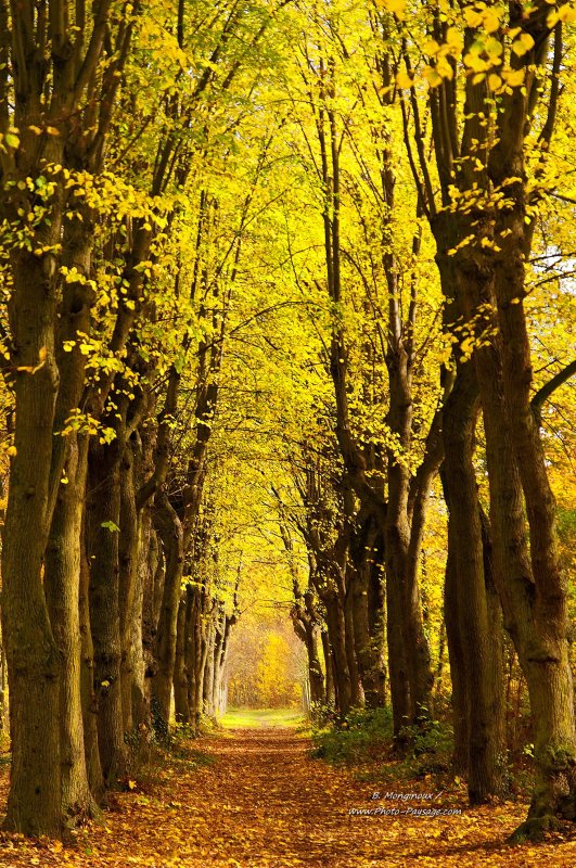 Allée en automne dans le bois de Vincennes
Bois de Vincennes, Paris
Mots-clés: paris automne chemin alignement_d_arbre belles-photos-automne cadrage_vertical