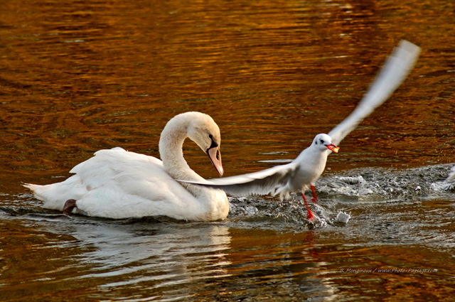 La mouette et le cygne
Lac des Minimes, Bois de Vincennes, Paris
Mots-clés: paris oiseau mouette cygne