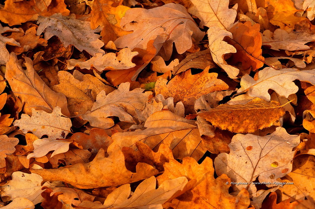 Feuilles de chêne tapissant le sol du Bois de Vincennes
Bois de Vincennes, 
Paris, France
Mots-clés: paris automne feuille chene Vincennes