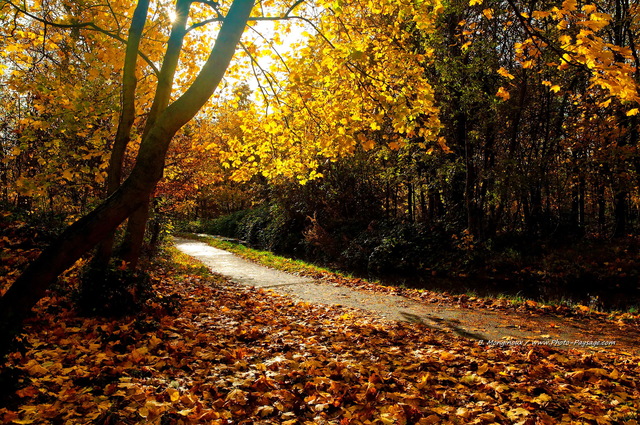 Un sentier du Bois de Vincennes en automne
Bois de Vincennes, 
Paris, France
Mots-clés: paris Vincennes automne feuille sentier rayon_de_soleil_en_foret