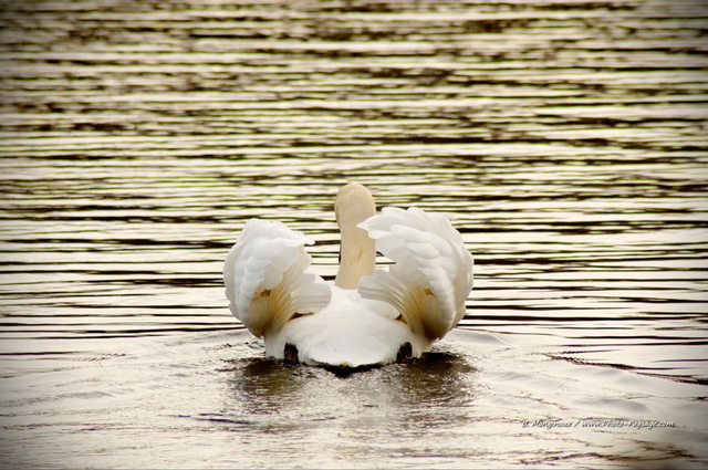 Un cygne au bois de Vincennes -01
Bois de Vincennes, Paris
Mots-clés: paris cygne oiseau plume Vincennes