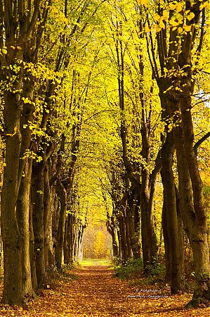 Allee_en_automne_dans_le_bois_de_Vincennes.jpg