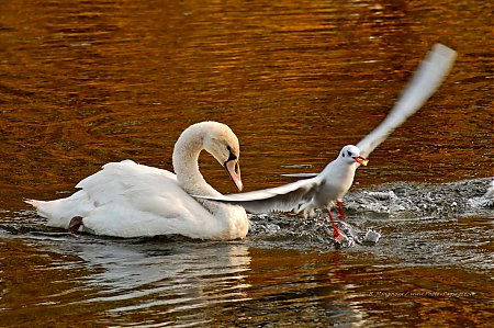 La_mouette_et_le_cygne.jpg