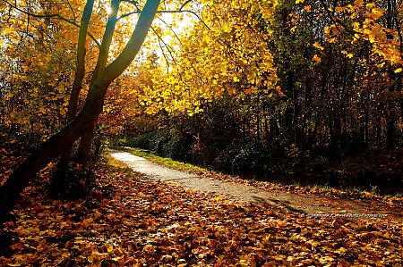 Un_automne_au_Bois_de_Vincennes_-109.jpg