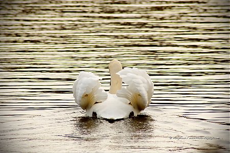 Un_cygne_au_bois_de_Vincennes_-01.jpg