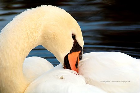 Un_cygne_au_bois_de_Vincennes_-05.jpg